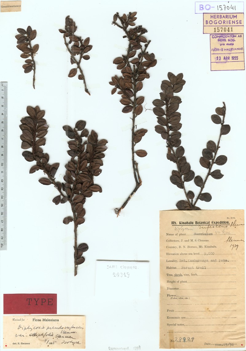 Gaultheria pseudorufescens var. elliptifolia photo 3
