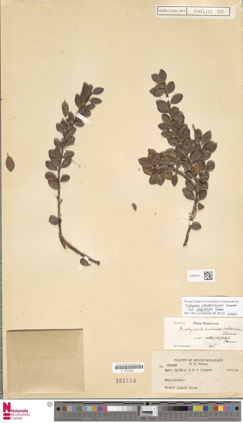 Gaultheria pseudorufescens var. elliptifolia photo 4