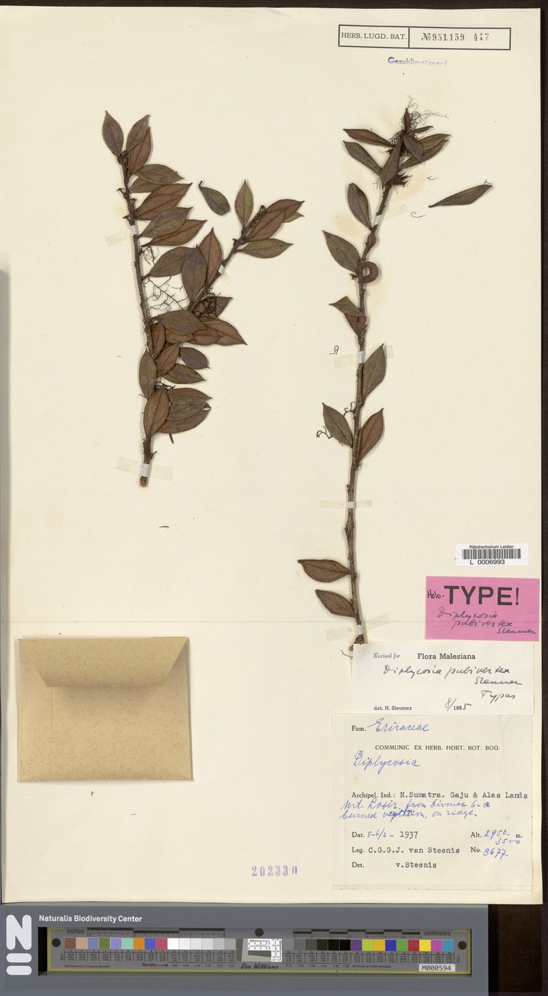 Gaultheria pubivertex