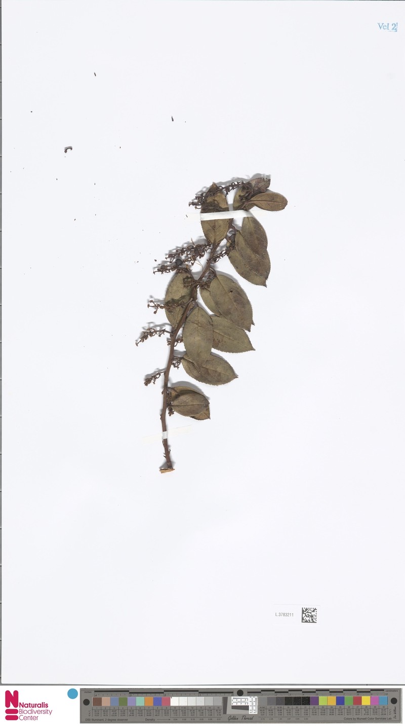 Gaultheria pullei var. pullei photo 2