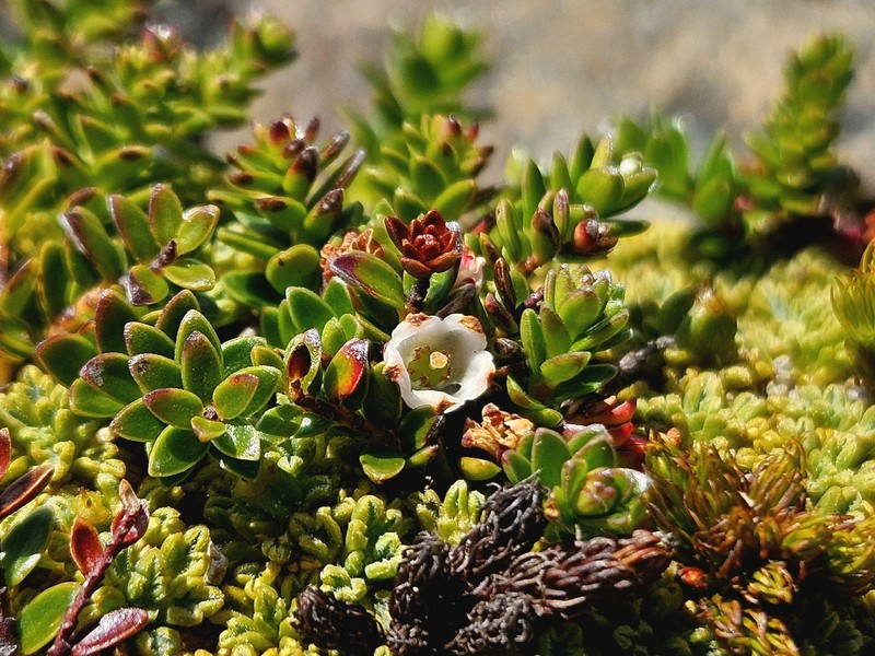 Gaultheria pumila var. pumila