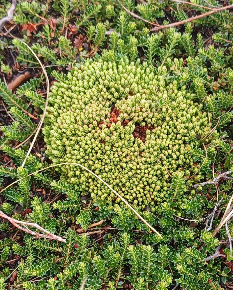 Gaultheria pumila var. pumila photo 3
