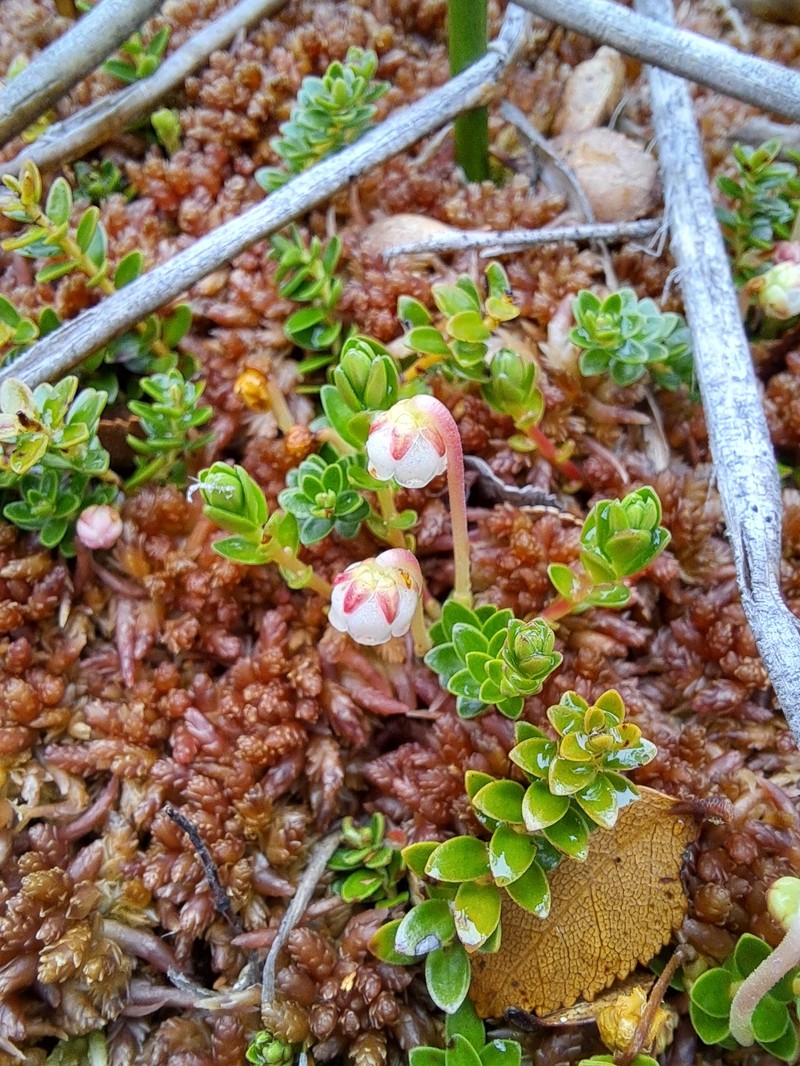 Gaultheria pumila var. pumila photo 4