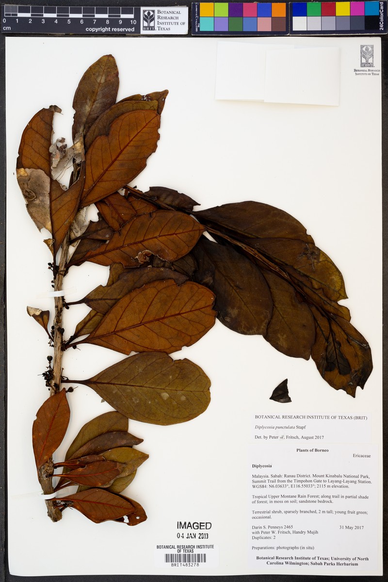 Gaultheria punctulata
