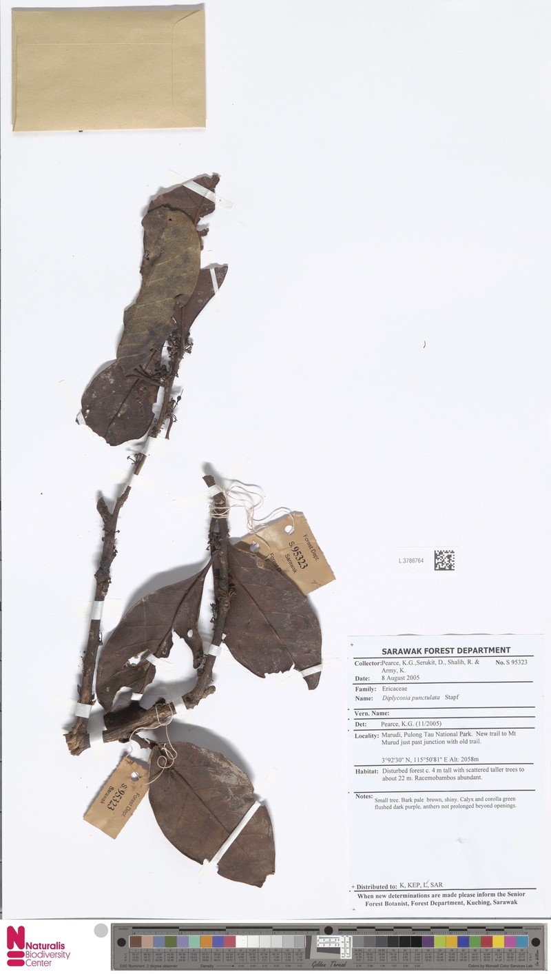 Gaultheria punctulata photo 2