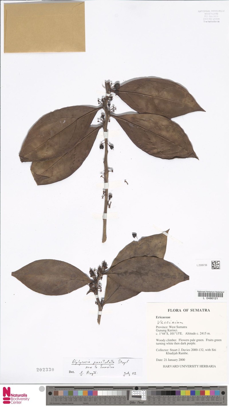 Gaultheria punctulata photo 3