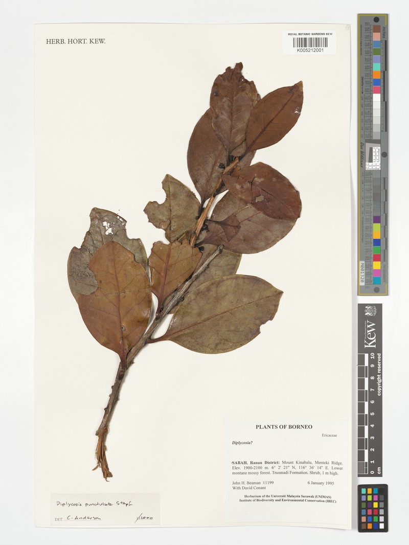 Gaultheria punctulata photo 4