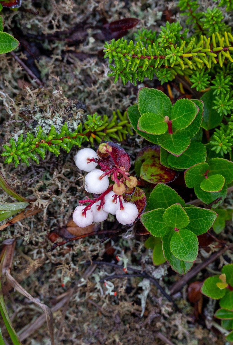Miquel's Spicywintergreen