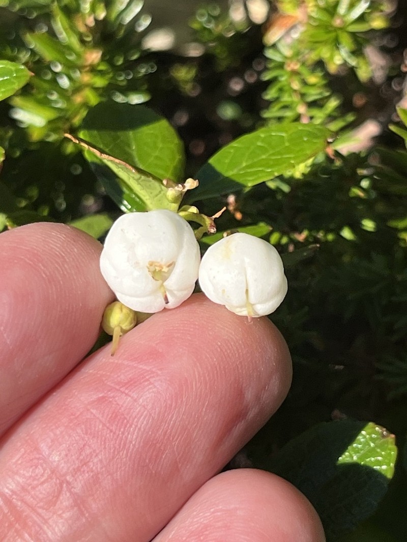 Miquel's Spicywintergreen photo 2