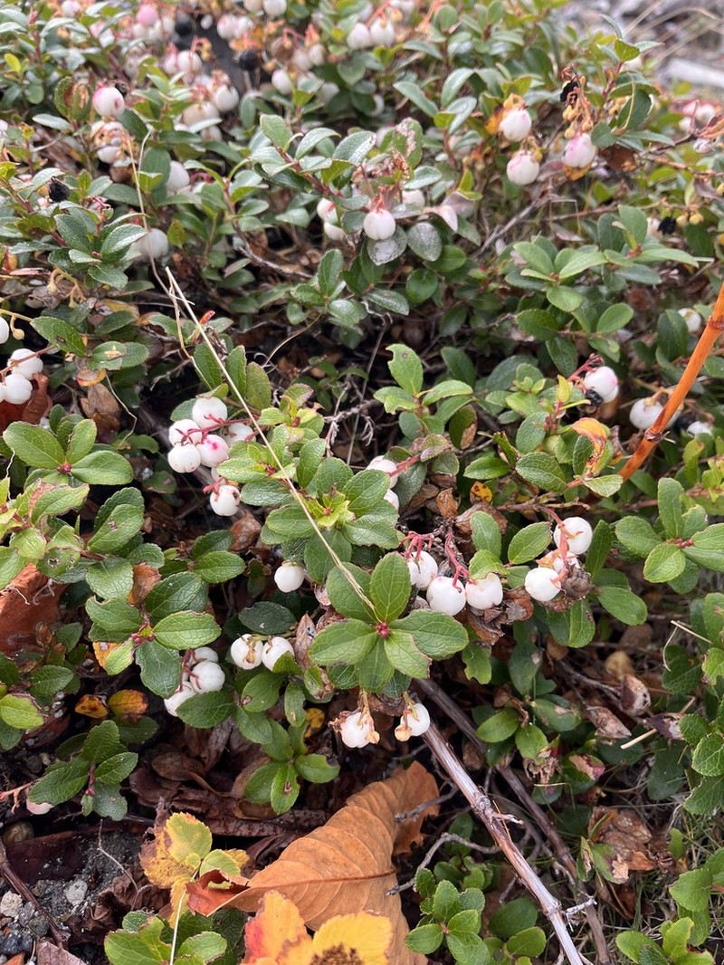 Miquel's Spicywintergreen photo 3