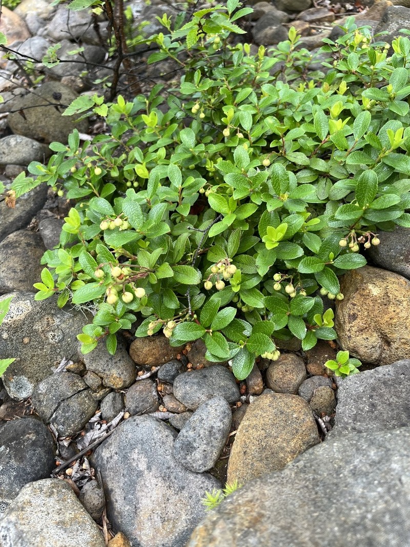 Miquel's Spicywintergreen photo 4