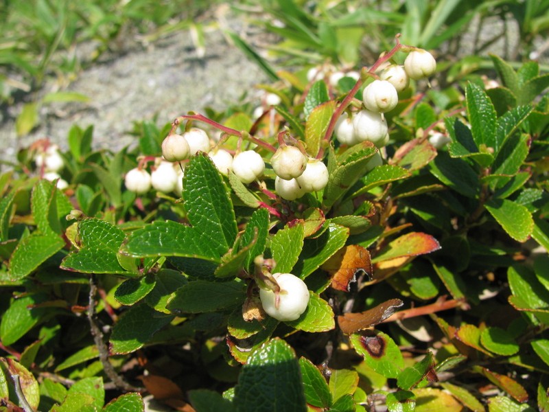 Miquel's Spicywintergreen photo 5