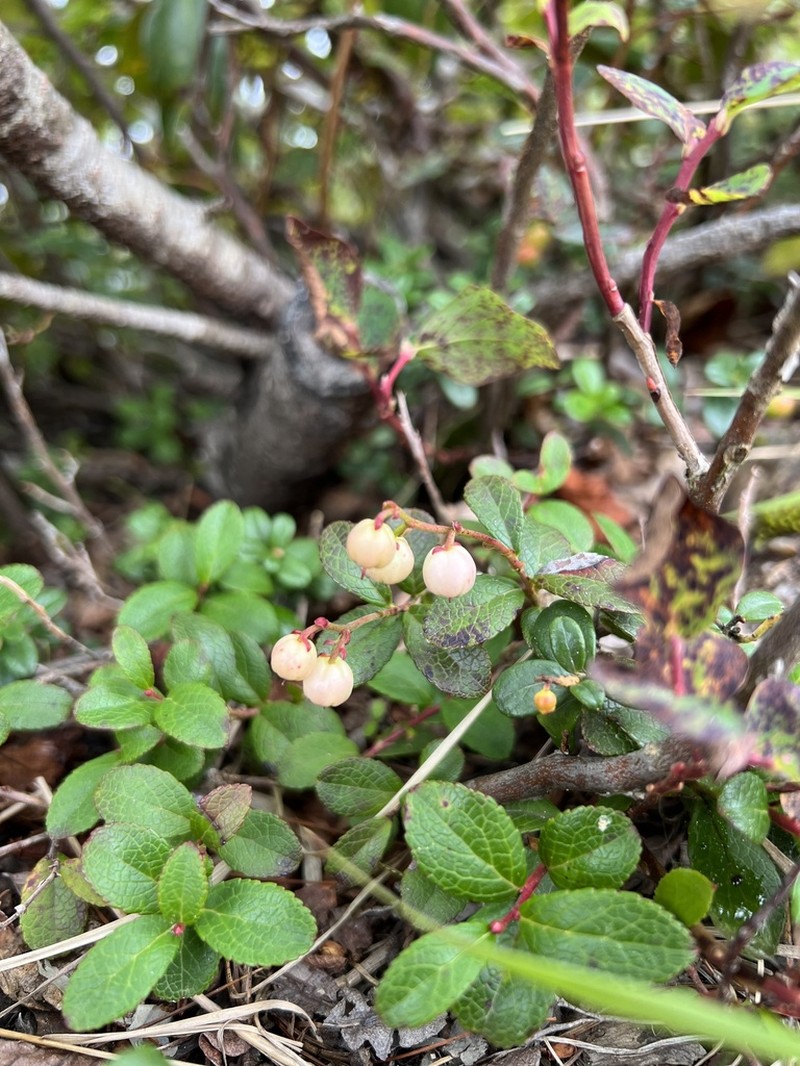 Miquel's Spicywintergreen photo 6