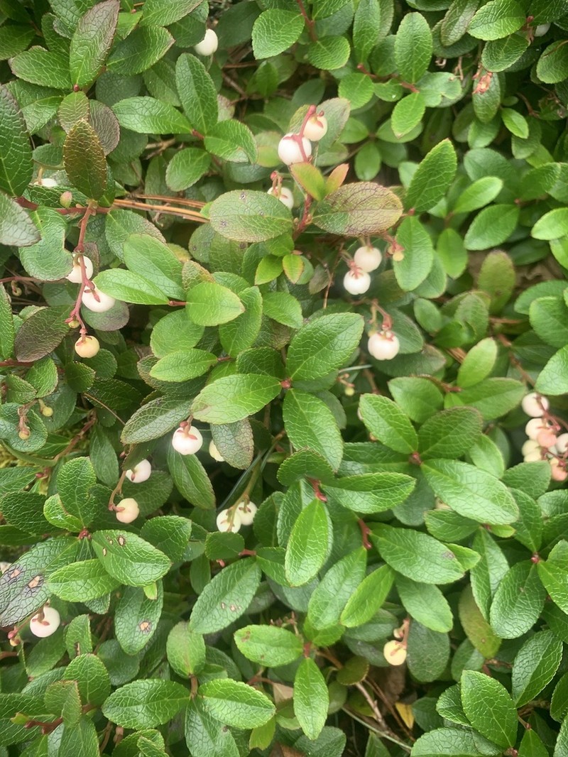 Miquel's Spicywintergreen photo 7