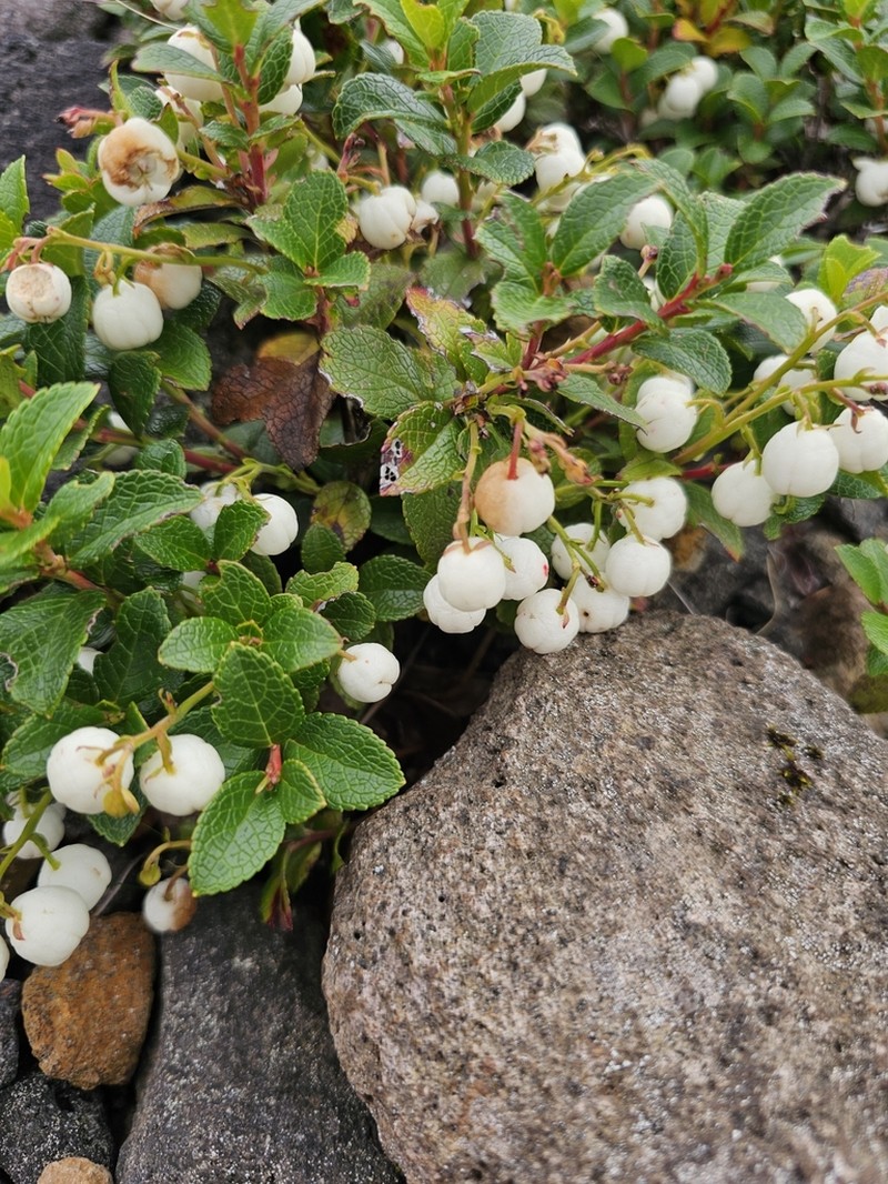 Miquel's Spicywintergreen photo 8