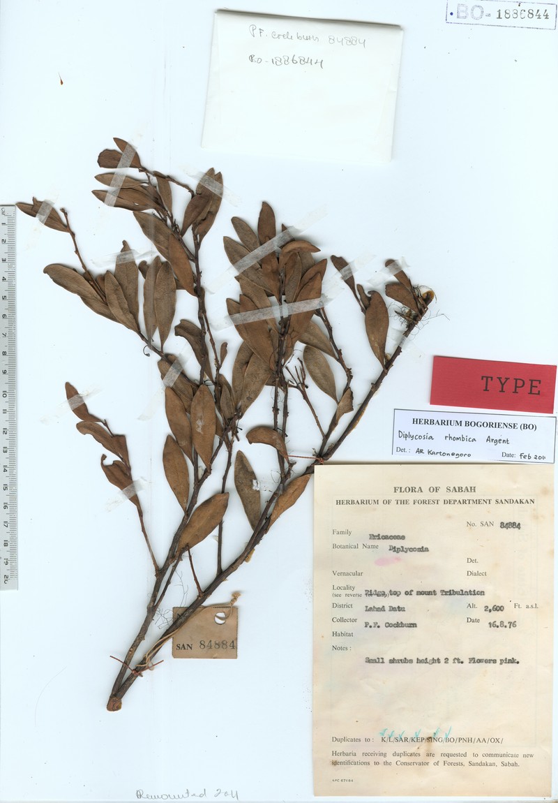 Gaultheria rhombica