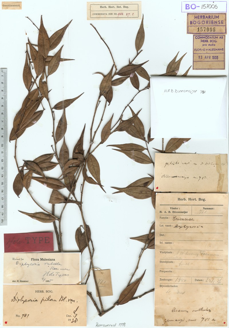 Gaultheria rubella