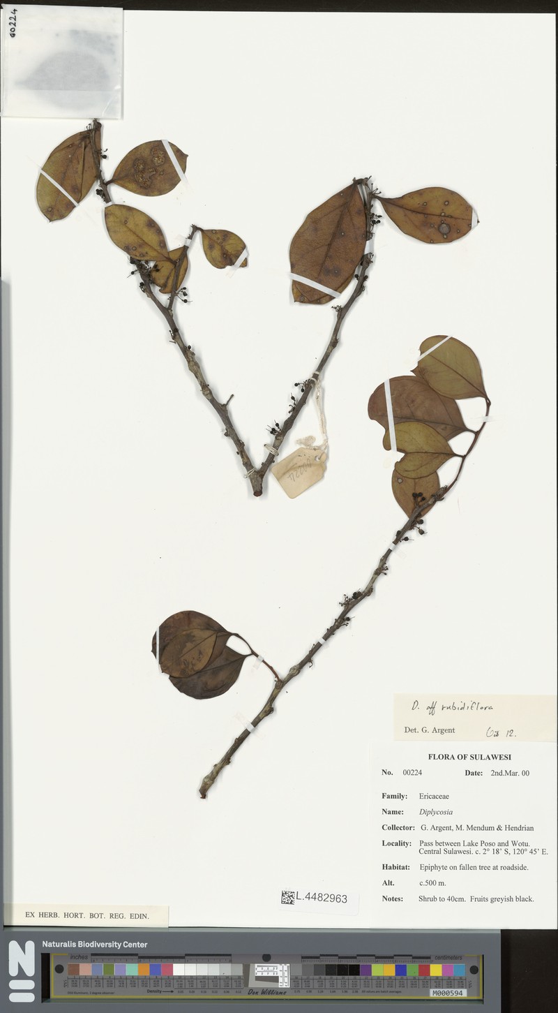 Gaultheria rubidiflora