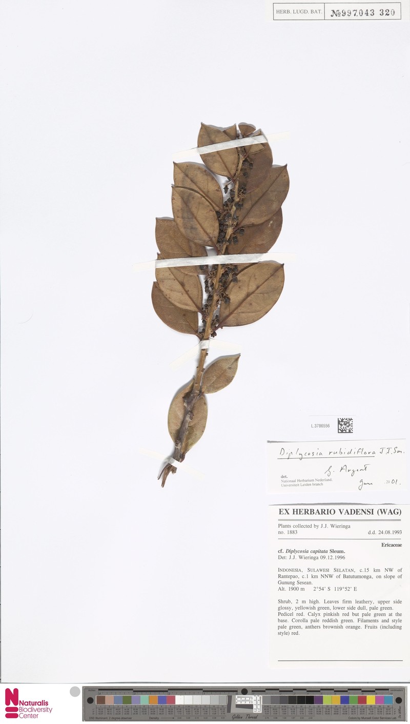 Gaultheria rubidiflora photo 2