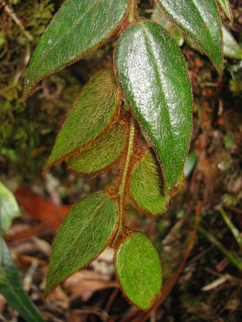 Gaultheria rufa