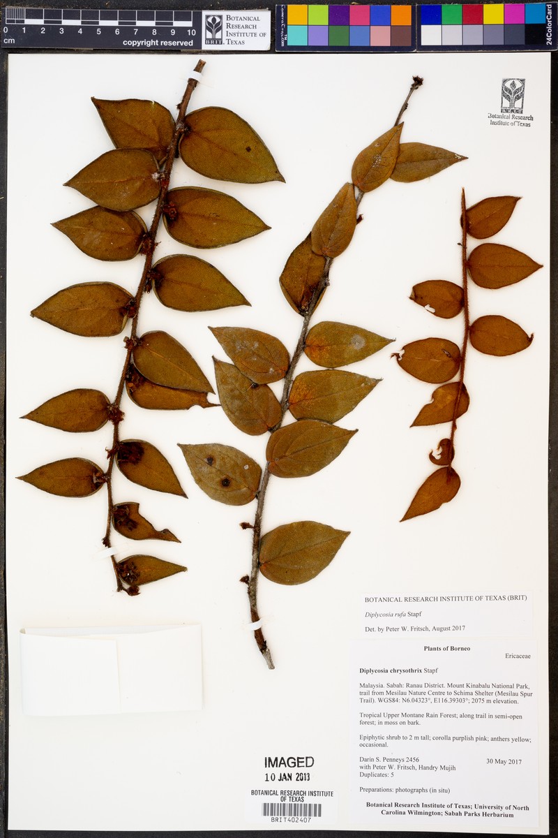 Gaultheria rufa photo 2