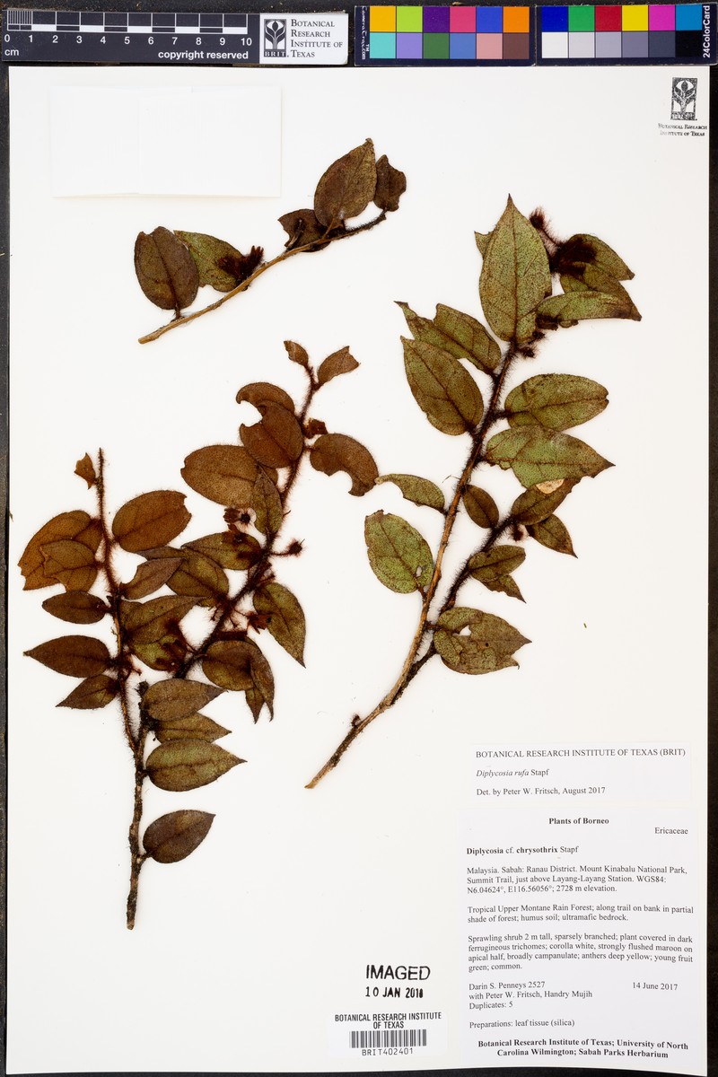 Gaultheria rufa photo 3