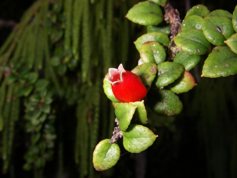 Gaultheria rupicola