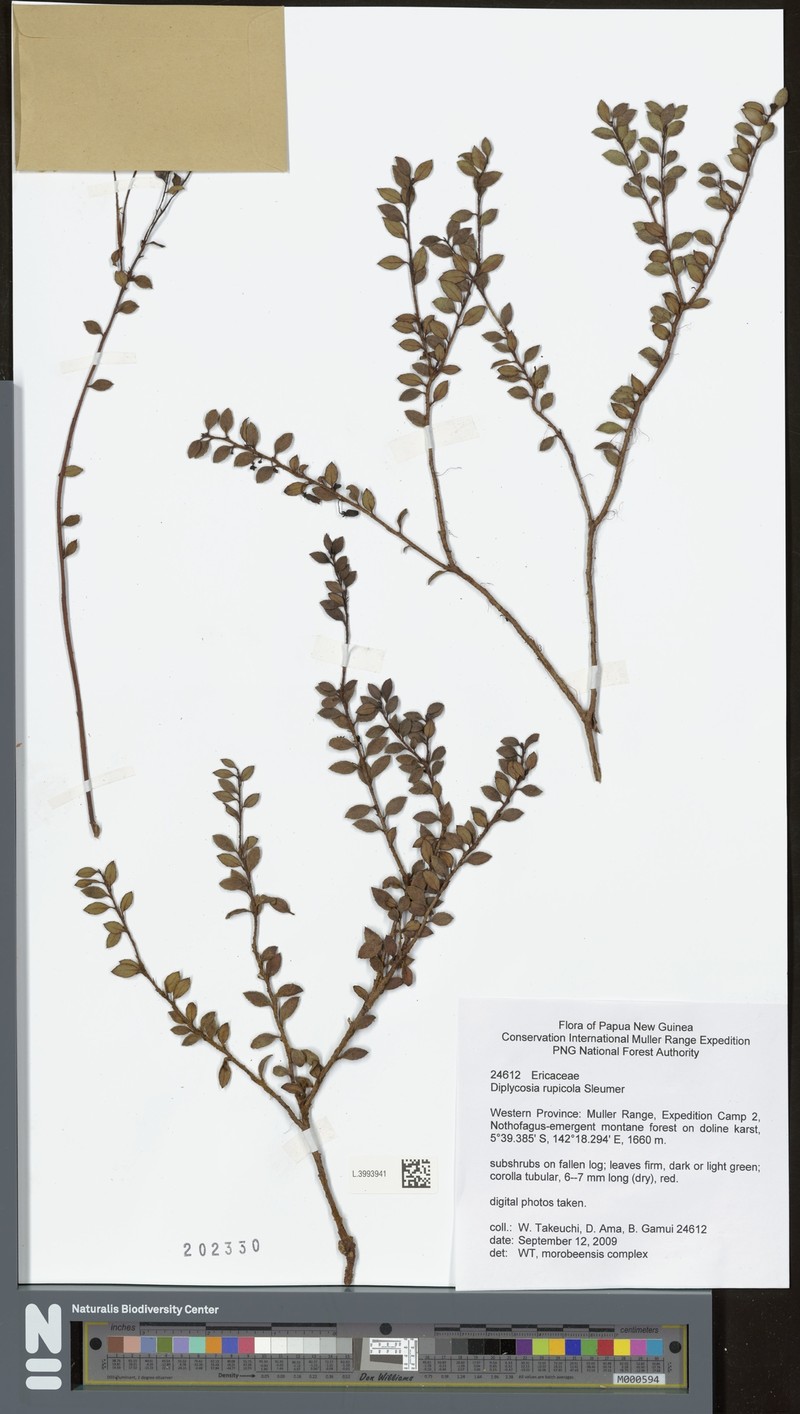 Gaultheria rupicola photo 2