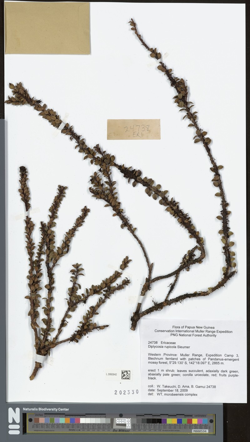 Gaultheria rupicola photo 3