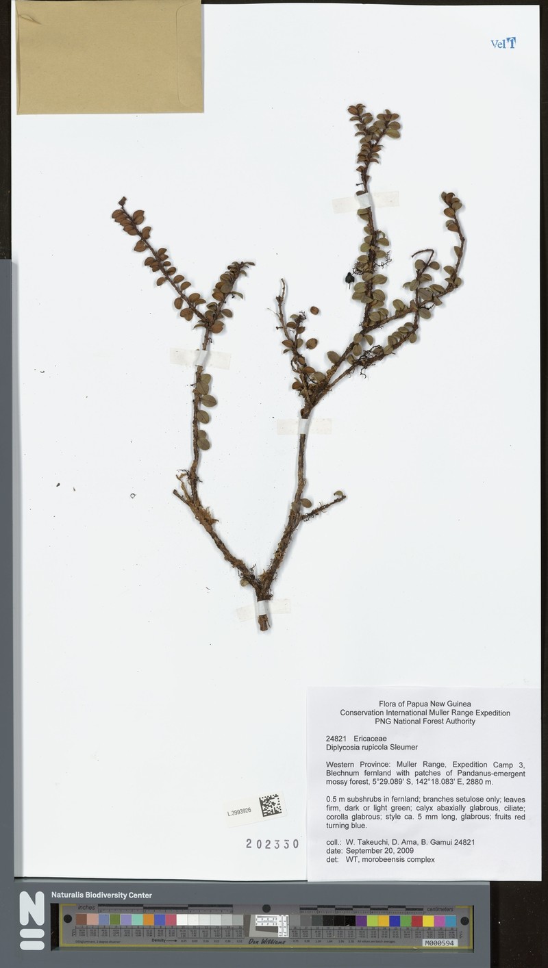 Gaultheria rupicola photo 4