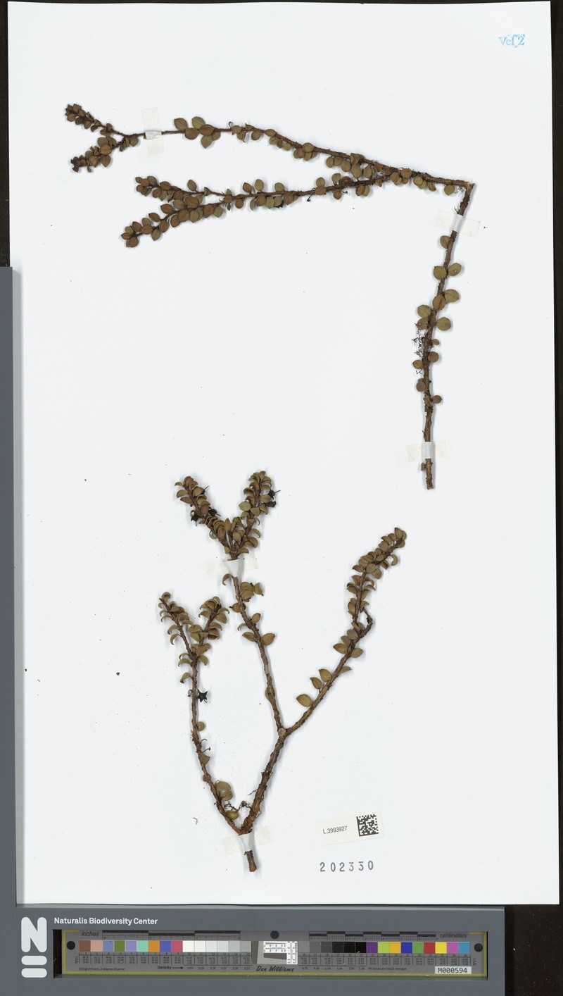 Gaultheria rupicola photo 5