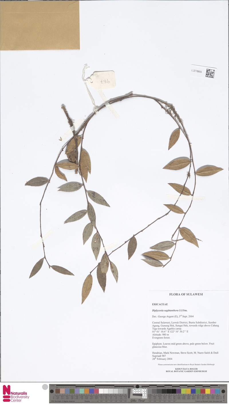 Gaultheria sagittanthera