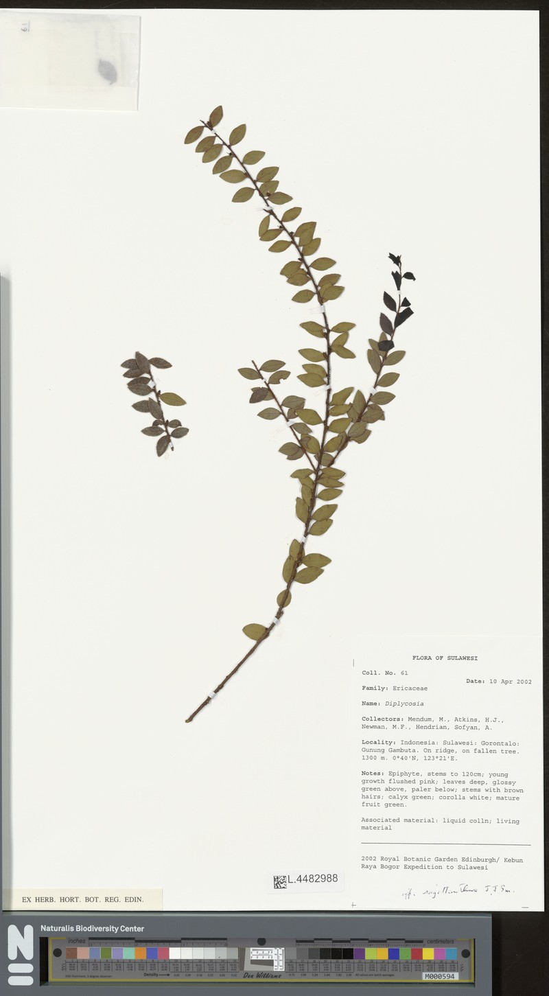 Gaultheria sagittanthera photo 2