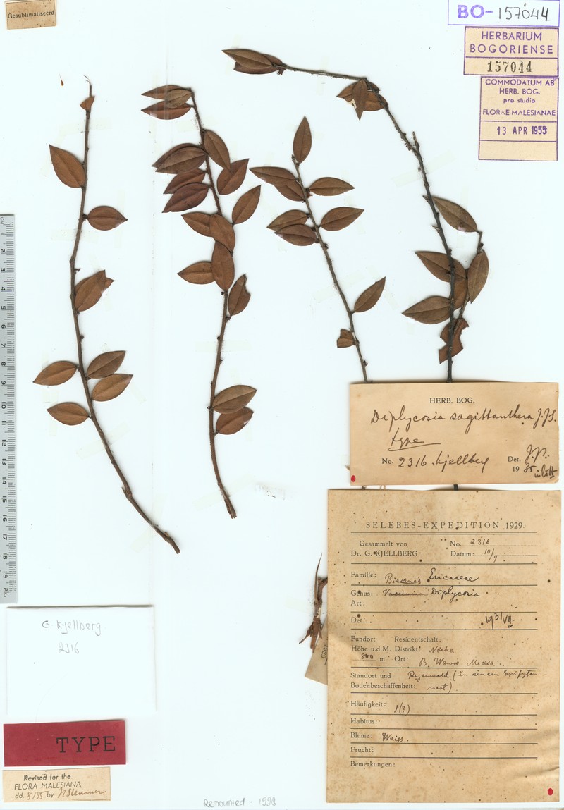 Gaultheria sagittanthera photo 3