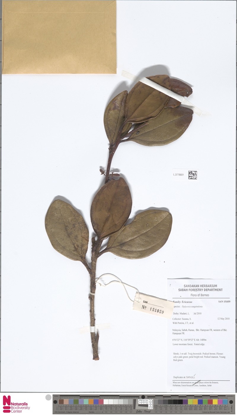 Gaultheria sanguinolenta