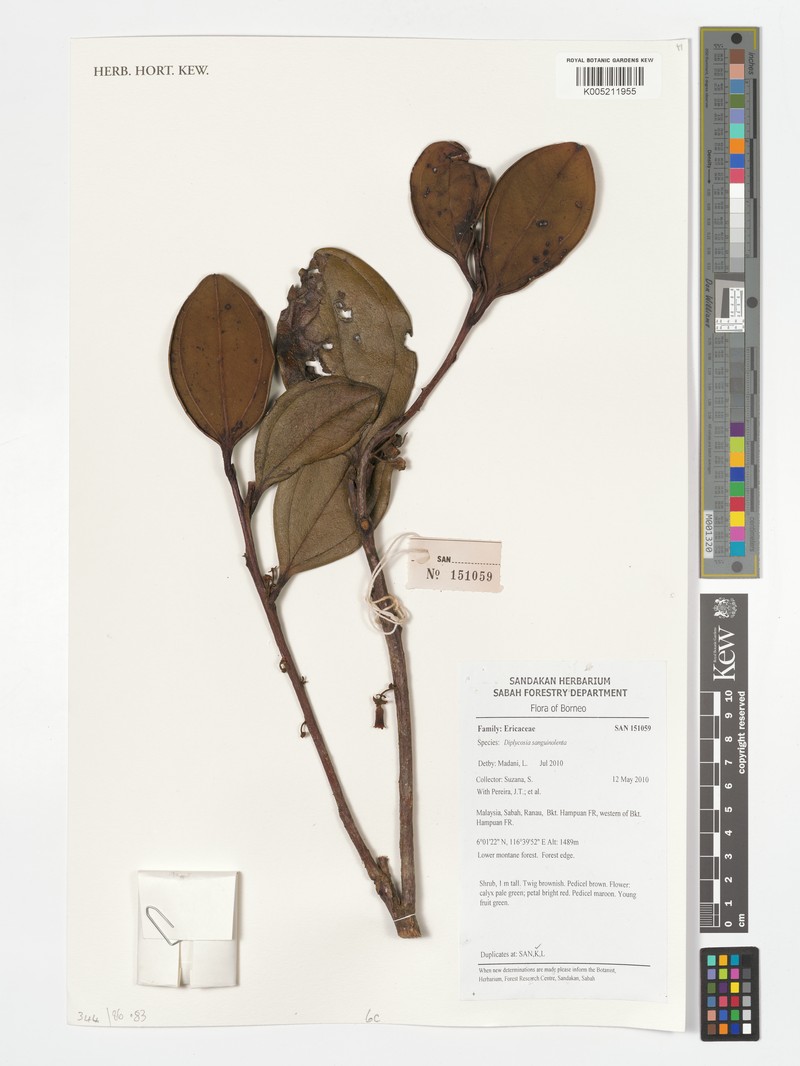 Gaultheria sanguinolenta photo 2