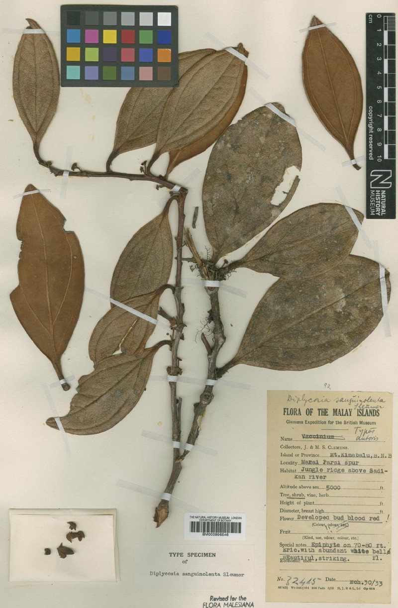 Gaultheria sanguinolenta photo 3