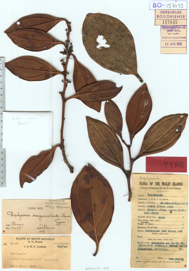 Gaultheria sanguinolenta photo 4