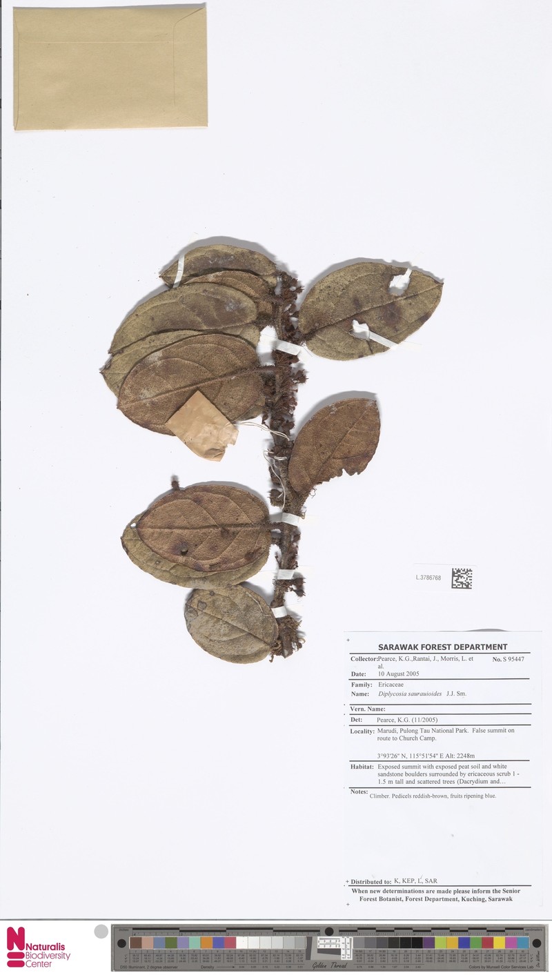 Gaultheria saurauioides