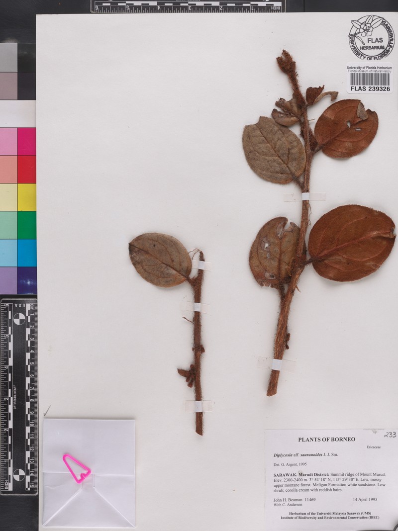 Gaultheria saurauioides photo 2