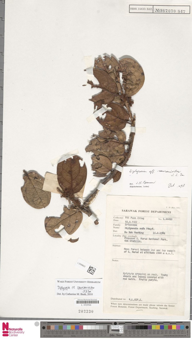 Gaultheria saurauioides photo 3