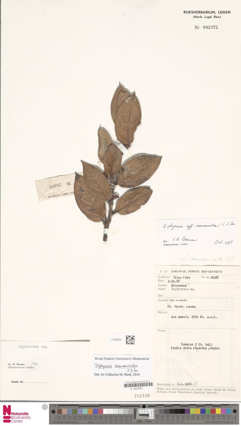 Gaultheria saurauioides photo 4