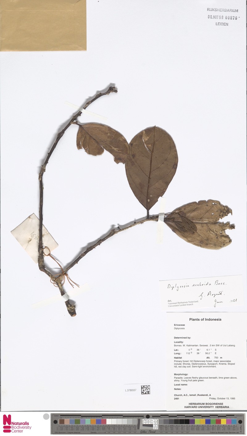 Gaultheria scabrida
