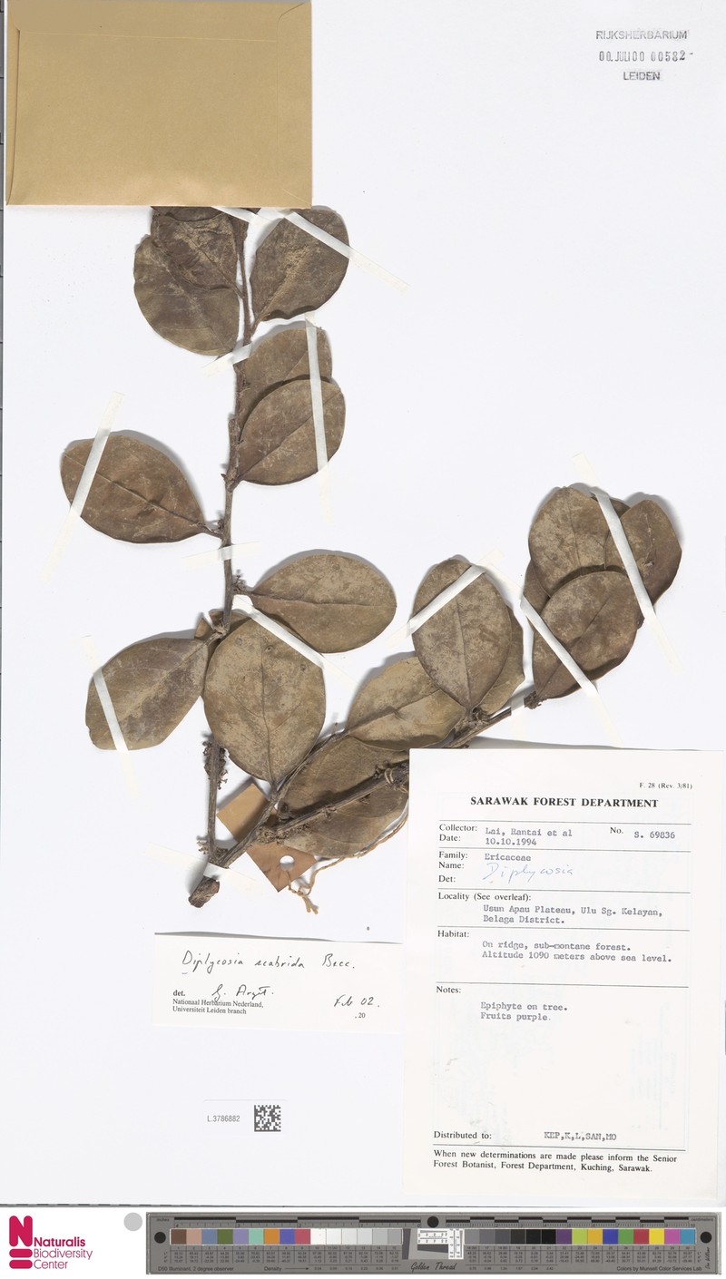 Gaultheria scabrida photo 2