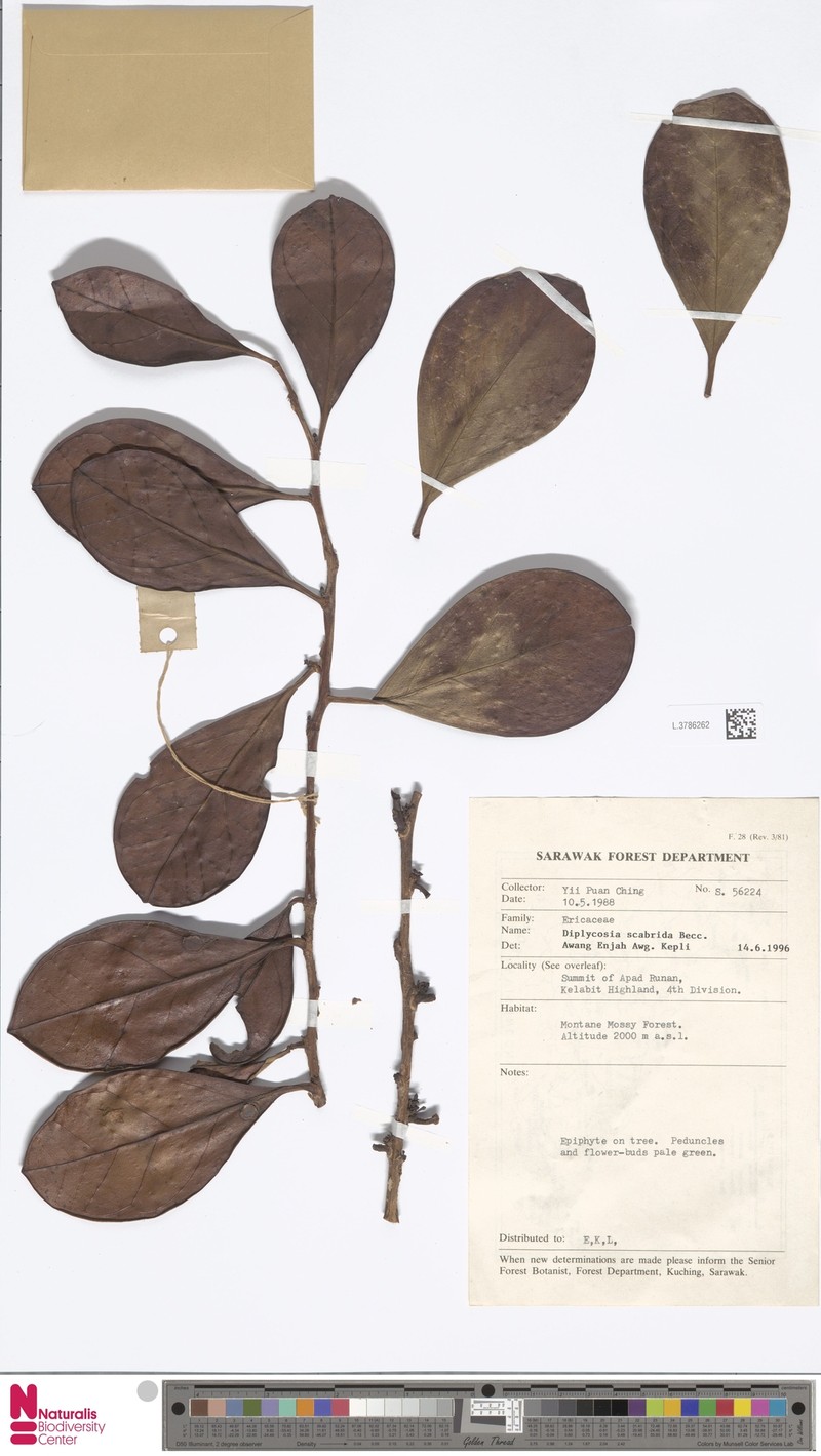 Gaultheria scabrida photo 3
