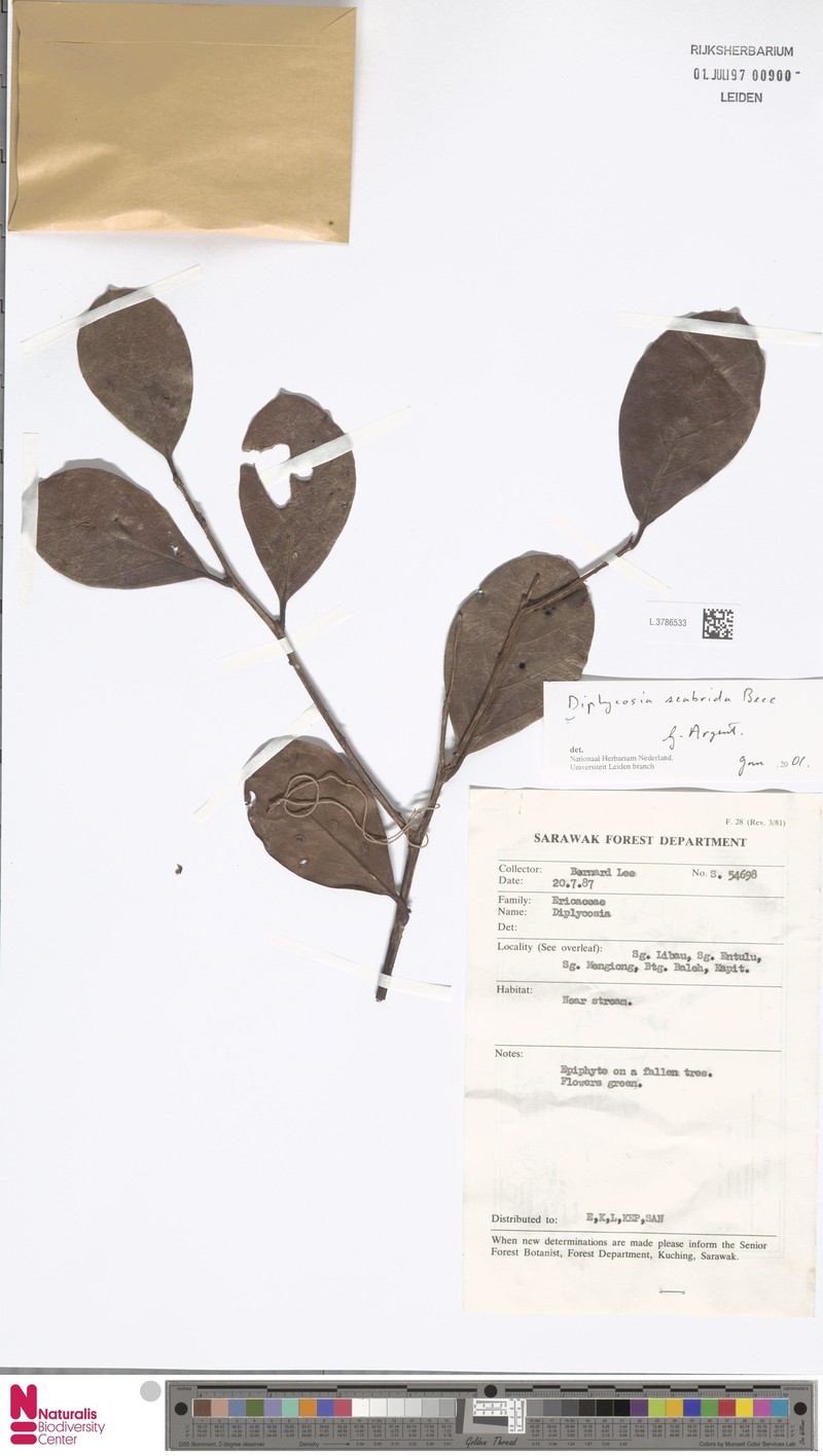 Gaultheria scabrida photo 4