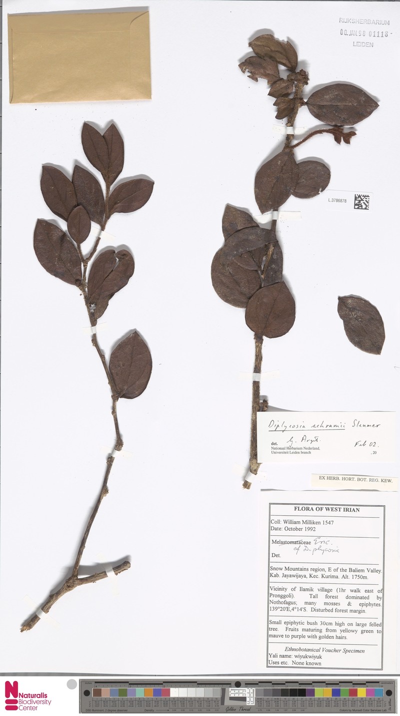 Gaultheria schramii