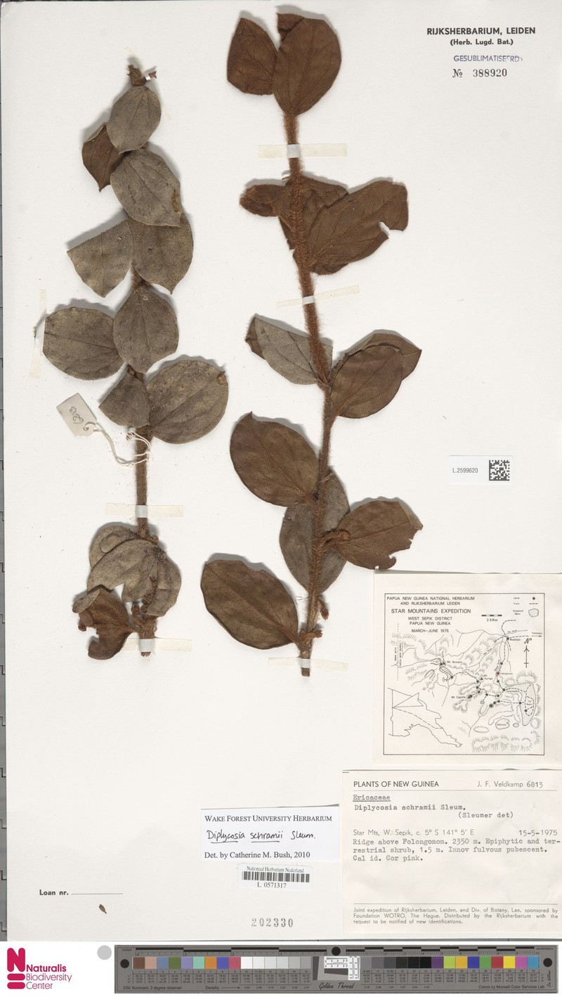 Gaultheria schramii photo 2