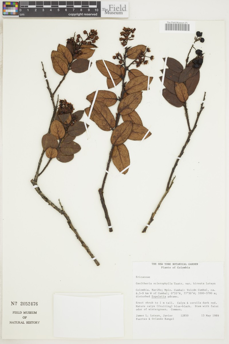 Gaultheria sclerophylla var. sclerophylla