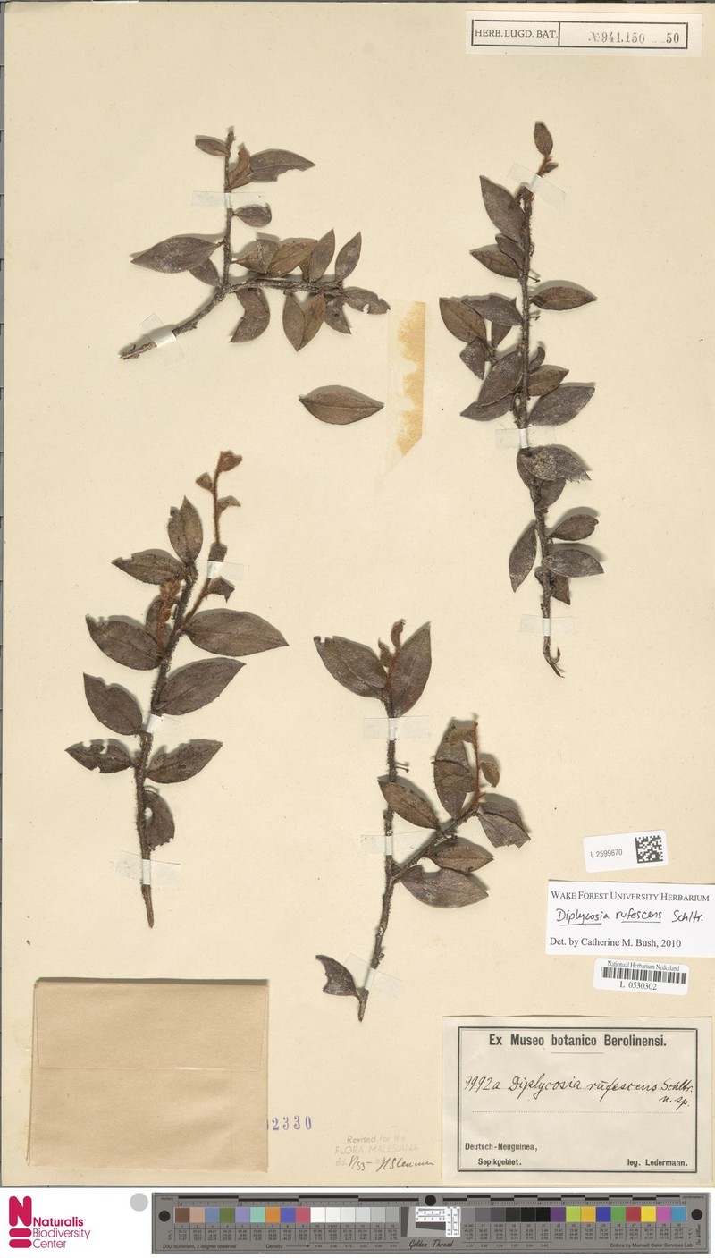 Gaultheria sepikensis